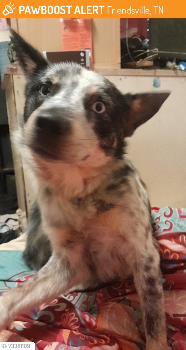 Found/Stray Unknown Dog last seen Big Springs Road, Friendsville, TN 37737