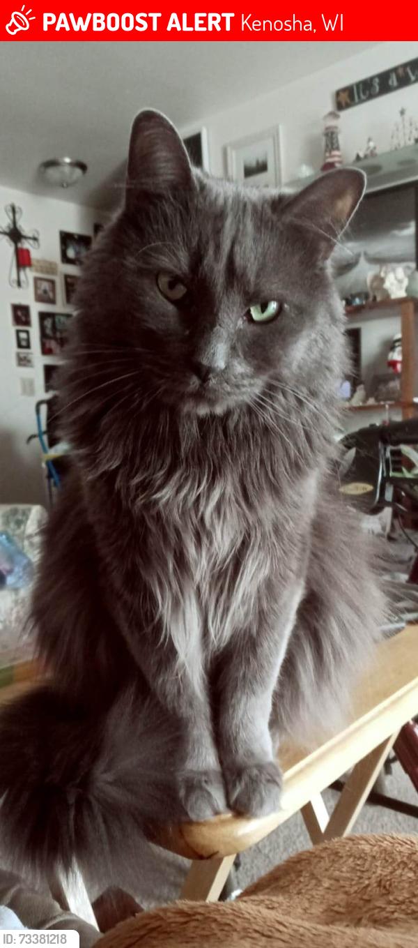Lost Male Cat last seen Poerio Park, Kenosha, WI 53140
