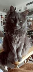 Lost Male Cat last seen Poerio Park, Kenosha, WI 53140