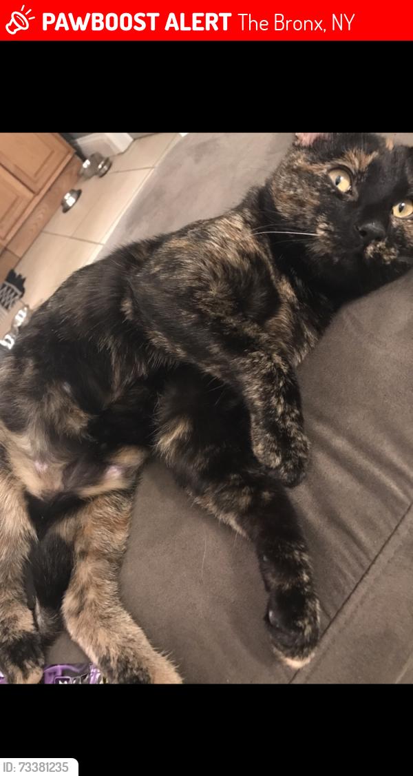 Lost Female Cat last seen Zerega, The Bronx, NY 10461