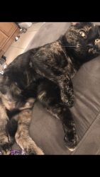 Lost Female Cat last seen Zerega, The Bronx, NY 10461