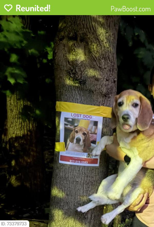 Reunited Male Dog last seen Boy Scout Camp off Ruckman Rd in Closter, NJ, Closter, NJ 07624