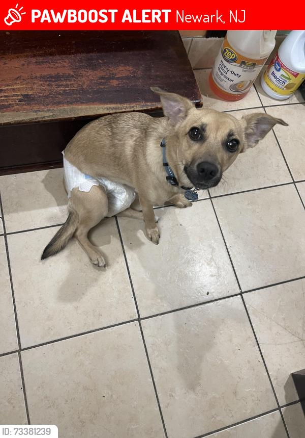 Lost Female Dog last seen S 10th street , Newark , NJ 07107, Newark, NJ 07103