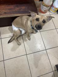 Lost Female Dog last seen S 10th street , Newark , NJ 07107, Newark, NJ 07103