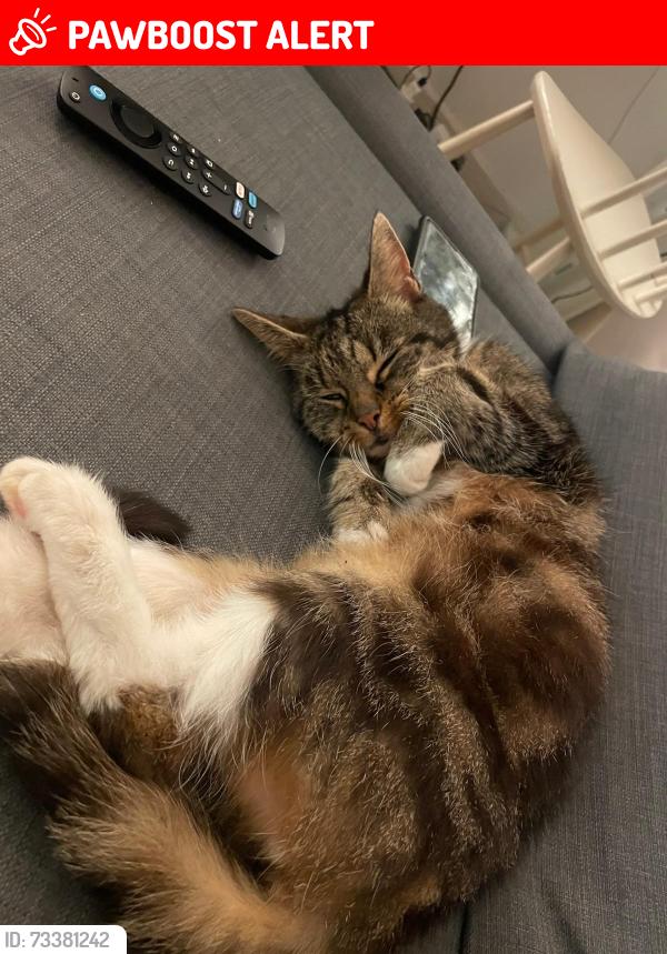 Lost Female Cat last seen Ashley Road, Bristol City, England BS6
