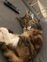 Lost Female Cat last seen Ashley Road, Bristol City, England BS6
