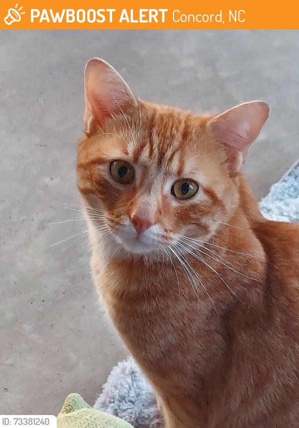 Found/Stray Male Cat last seen Near Spay-Neuter Clinic, Church St, Concord, Concord, NC 28025