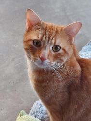 Found/Stray Male Cat last seen Near Spay-Neuter Clinic, Church St, Concord, Concord, NC 28025