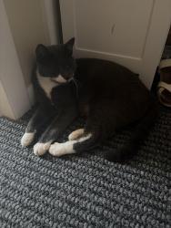 Lost Female Cat last seen Bond Ave, Swoyersville, PA 18704