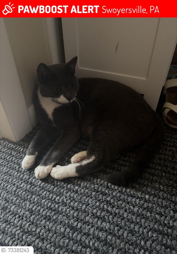 Lost Female Cat last seen Bond Ave, Swoyersville, PA 18704