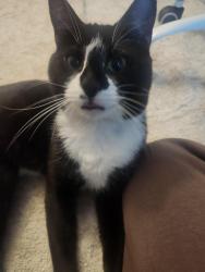 Found/Stray Male Cat last seen Beside my back door, Lanham, MD 20706