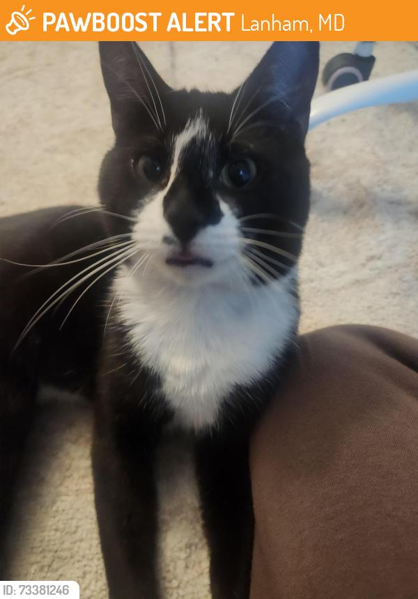 Found/Stray Male Cat last seen Beside my back door, Lanham, MD 20706
