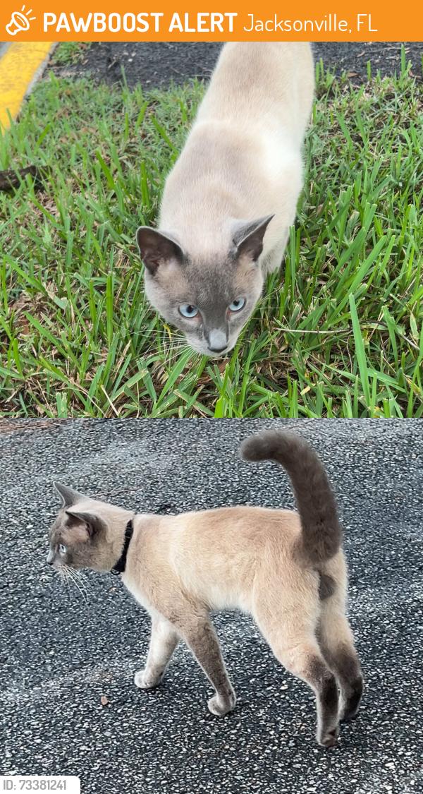 Found/Stray Male Cat last seen Bentley Green apmts, Jacksonville, FL 32256