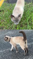 Found/Stray Male Cat last seen Bentley Green apmts, Jacksonville, FL 32256