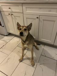 Lost Female Dog last seen S 10th street Newark , NJ 07107, Newark, NJ 07103