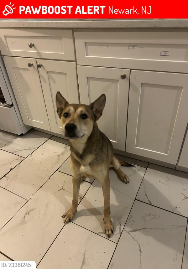 Lost Female Dog last seen S 10th street Newark , NJ 07107, Newark, NJ 07103