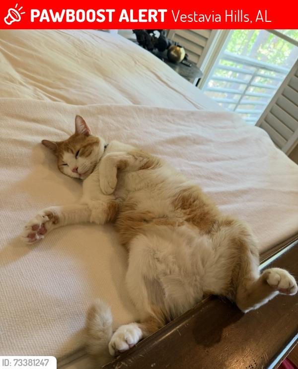 Lost Male Cat last seen Liberty park Vestavia, Vestavia Hills, AL 35242