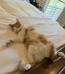 Lost Male Cat last seen Liberty park Vestavia, Vestavia Hills, AL 35242