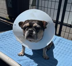 Shelter Stray Female Dog last seen Near Crestview Road, Vista, CA, 92081, Oceanside, CA 92058, USA