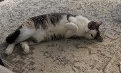 Reunited Female Cat last seen Katherine Court & Forestway Drive in Buffalo Grove, Buffalo Grove, IL 60089