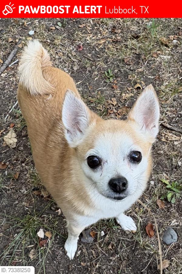 Lost Female Dog last seen 92nd Street and Milwaukee Avenue, Lubbock, TX 79424