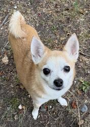Lost Female Dog last seen 92nd Street and Milwaukee Avenue, Lubbock, TX 79424