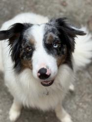 Lost Male Dog last seen Adams creek RV park, Havelock, NC 28532