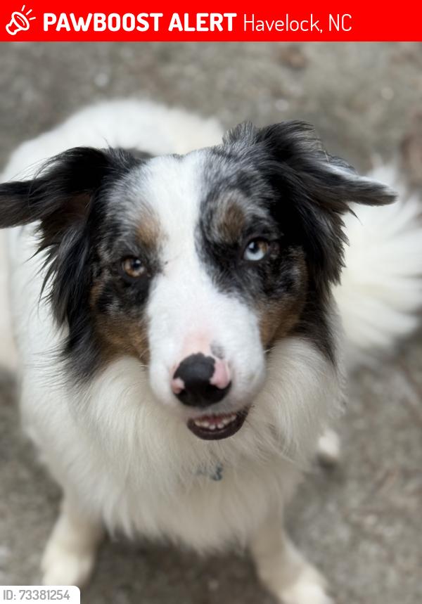 Lost Male Dog last seen Adams creek RV park, Havelock, NC 28532