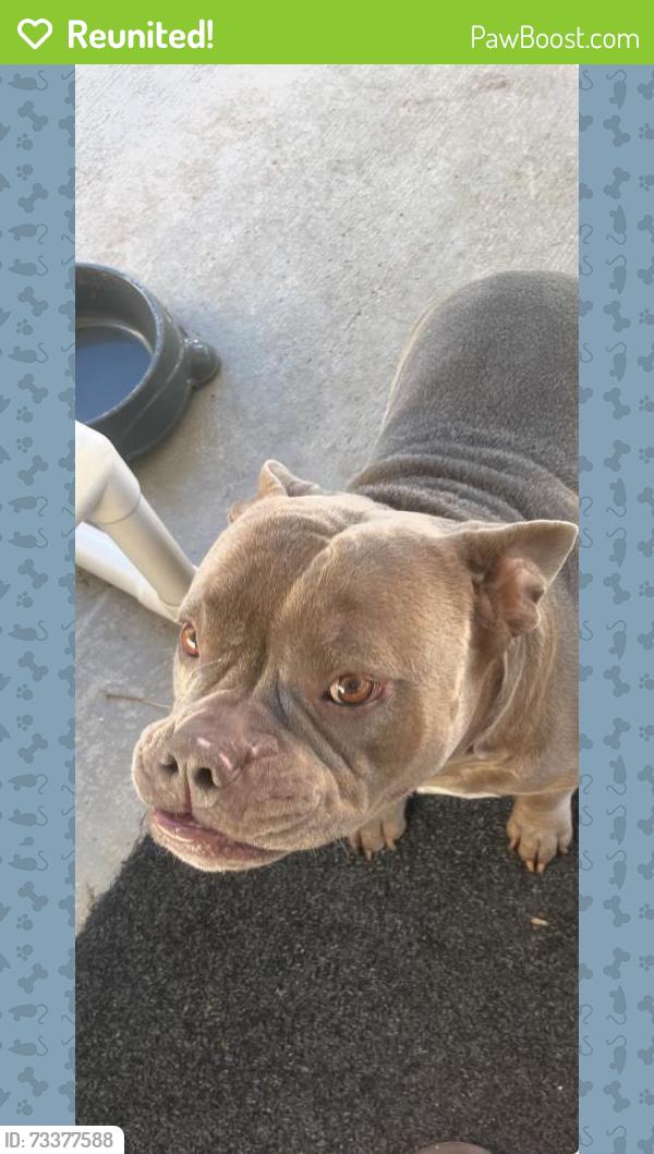Reunited Male Dog last seen Near sw princeton street port st lucie fl 34953, Port St. Lucie, FL 34953
