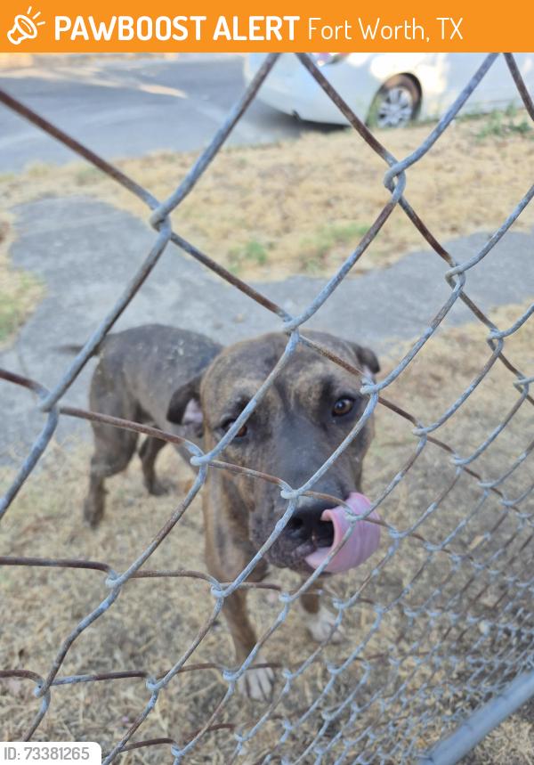 Found/Stray Male Dog last seen 23rd, Fort Worth, TX 76164