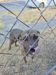 Found/Stray Male Dog last seen 23rd, Fort Worth, TX 76164