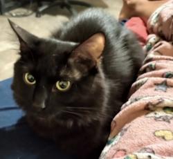 Reunited Male Cat last seen Randall and merrill, Fontana, CA 92335
