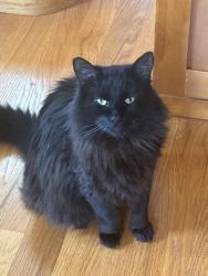 Lost Female Cat last seen Heather Ridge Golf Course, Gurnee, IL 60031