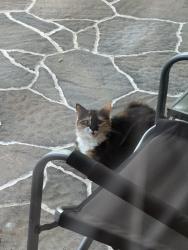 Found/Stray Unknown Cat last seen Julian St, Greenville, SC 29611