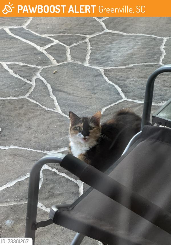 Found/Stray Unknown Cat last seen Julian St, Greenville, SC 29611