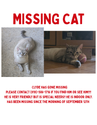 Lost Male Cat last seen Highway 42., Raleigh, NC 27603