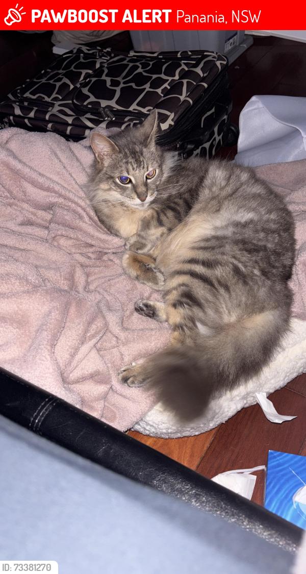Lost Male Cat last seen Wilson St Panania, Panania, NSW 2213