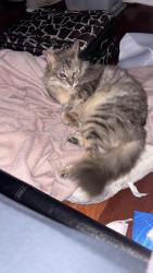 Lost Male Cat last seen Wilson St Panania, Panania, NSW 2213
