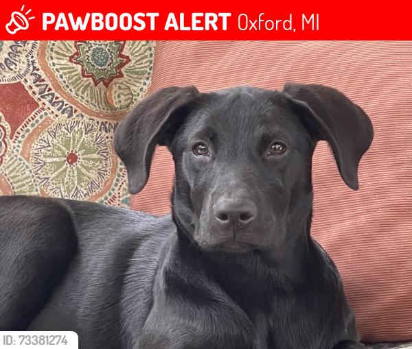 Lost Female Dog last seen Seymour Lake Rd and Ramsey, Oxford, MI 48371