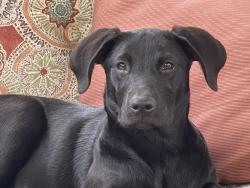 Lost Female Dog last seen Seymour Lake Rd and Ramsey, Oxford, MI 48371