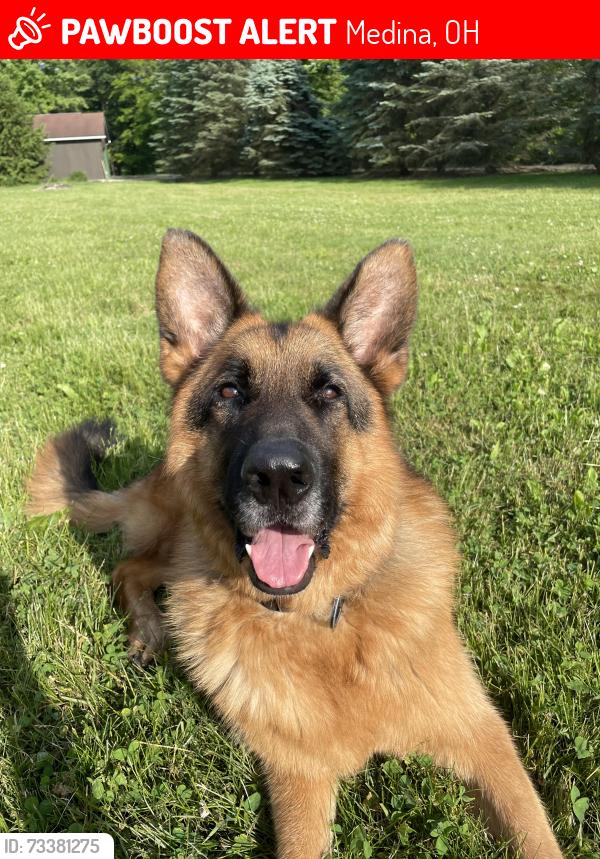 Lost Male Dog last seen Abbeyville Road and West Liberty Street, Medina, OH 44256