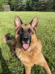 Lost Male Dog last seen Abbeyville Road and West Liberty Street, Medina, OH 44256