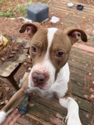 Found/Stray Male Dog last seen Gist Park, Columbia, SC 29202