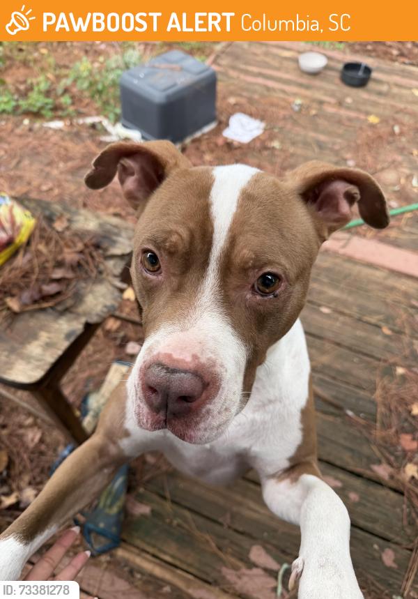 Found/Stray Male Dog last seen Gist Park, Columbia, SC 29202