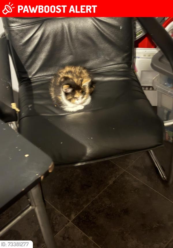 Lost Female Cat last seen St20ds, Stoke-on-Trent, England ST2 0DS