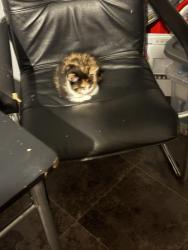 Lost Female Cat last seen St20ds, Stoke-on-Trent, England ST2 0DS