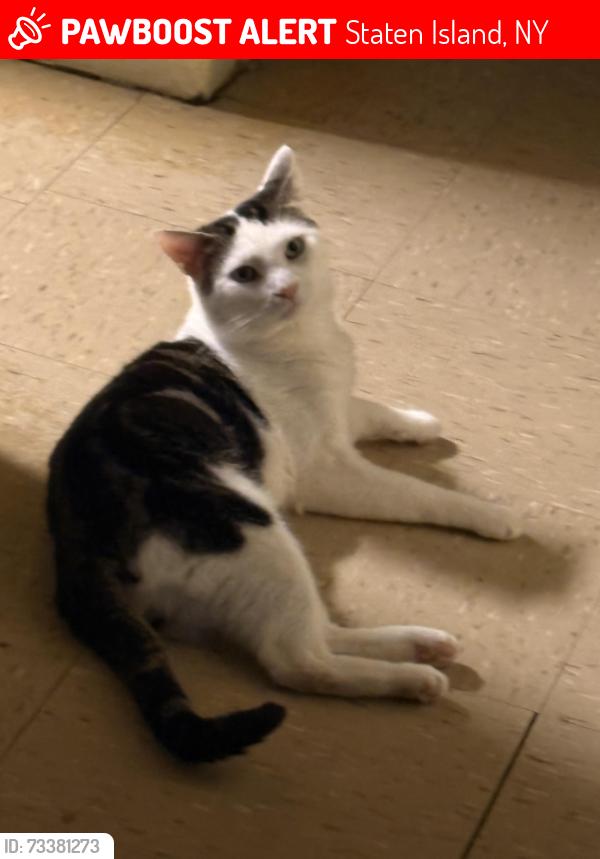 Lost Male Cat last seen Stapleton playground, Staten Island, NY 10304