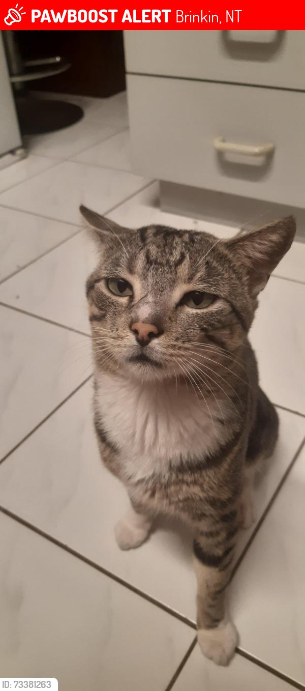 Lost Male Cat last seen Airlie Circuit, Brinkin, NT 0810