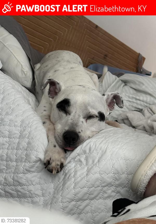 Lost Male Dog last seen Canton lane, Elizabethtown, KY 42701