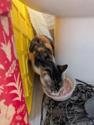 Found/Stray Female Cat last seen Riverside dr and Grand ave, Lake Elsinore, CA 92530